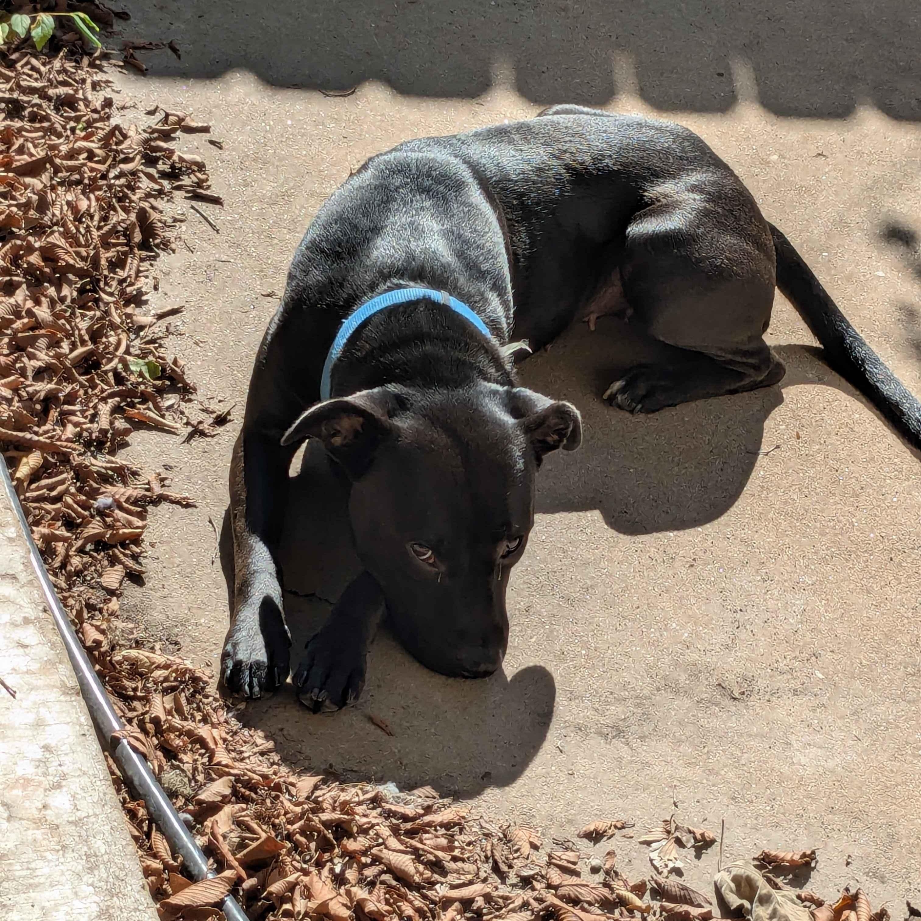 Pepper, a Adoptable mixed breed in Austin, TX image 2/6