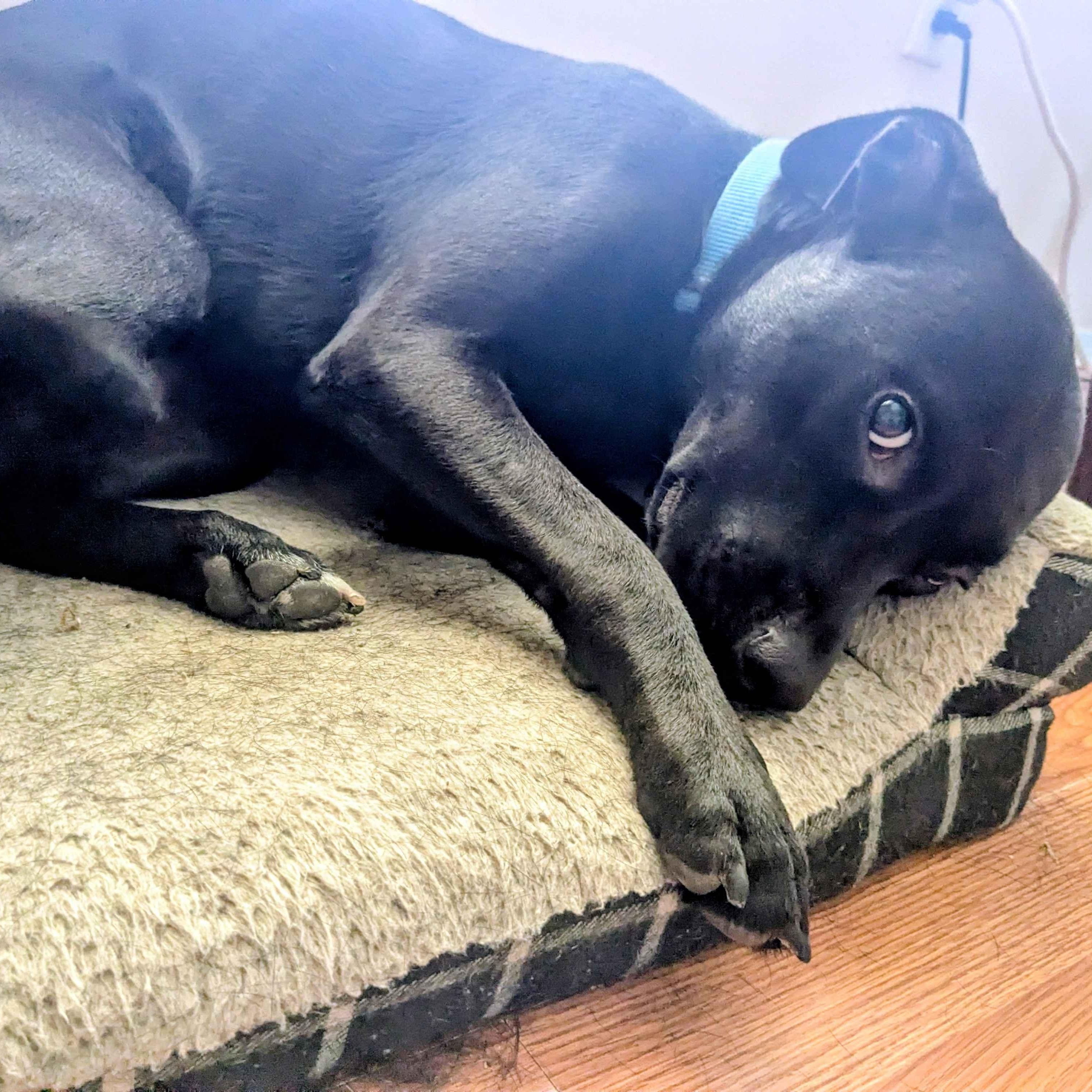 Pepper, Adoptable, Young Female Staffordshire Bull Terrier.