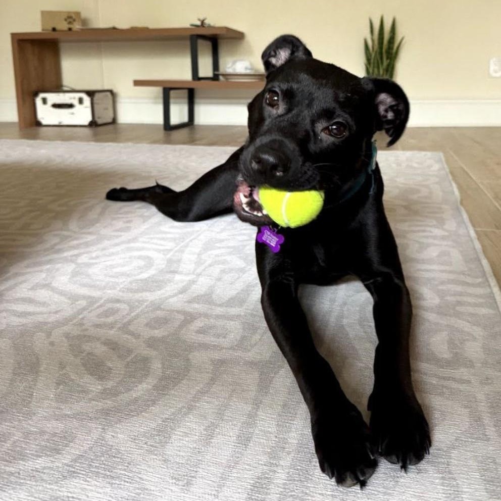 Pepper, a Adoptable mixed breed in Austin, TX image 4/6