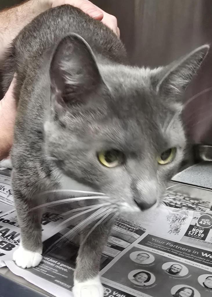 Stella, Adoptable, Young Female Domestic Short Hair.