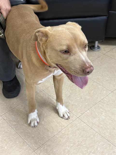 Enlarge MADDY, a Adoptable mixed breed in Killeen, TX image 1/1