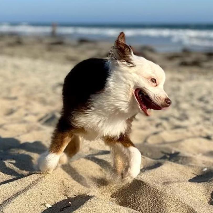 Oyster, Adoptable, Adult Male Australian Shepherd.