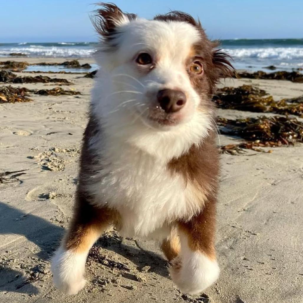 Enlarge Oyster, a Adoptable Australian Shepherd in Apple Valley, CA image 2/4
