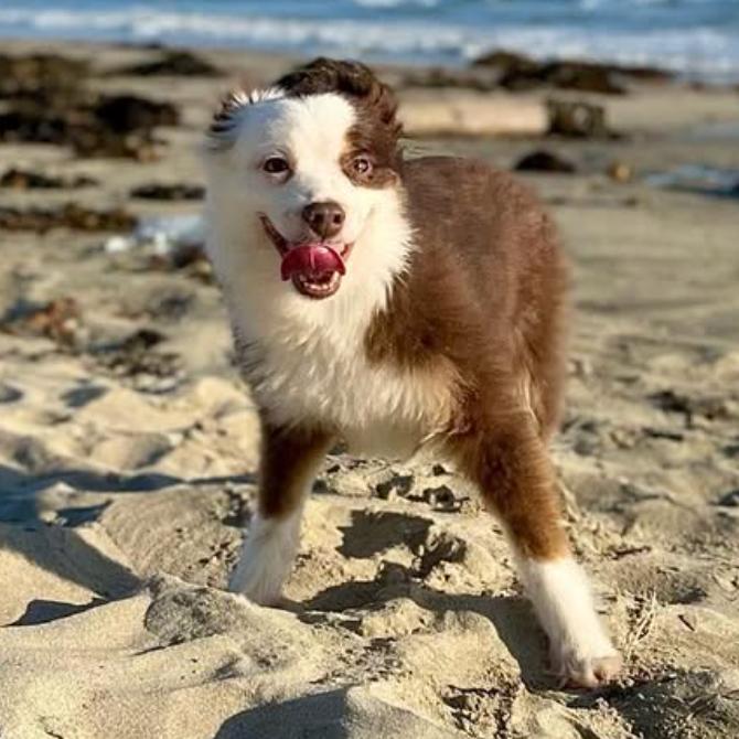 Enlarge Oyster, a Adoptable Australian Shepherd in Apple Valley, CA image 3/4