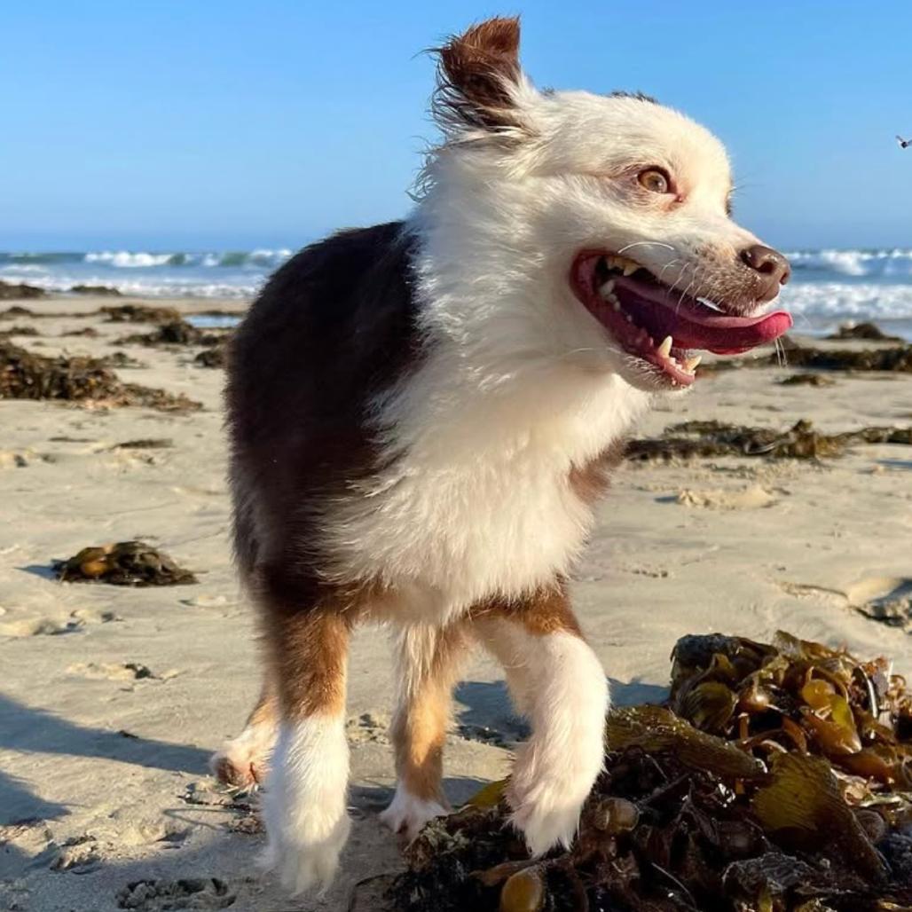 Enlarge Oyster, a Adoptable Australian Shepherd in Apple Valley, CA image 4/4