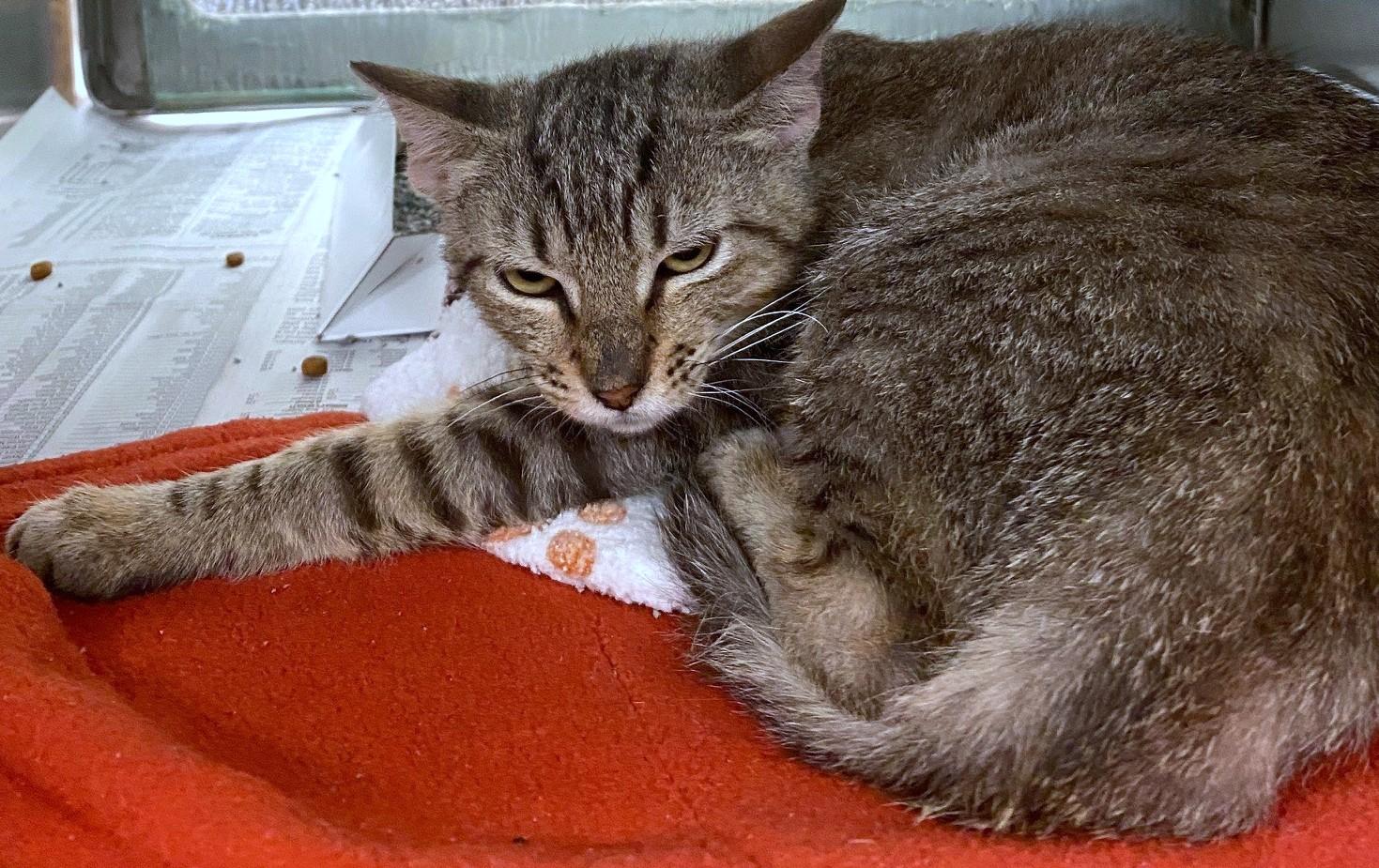 Enlarge Rhino A214862, an adopted Domestic Short Hair in Plano, TX image 2/2