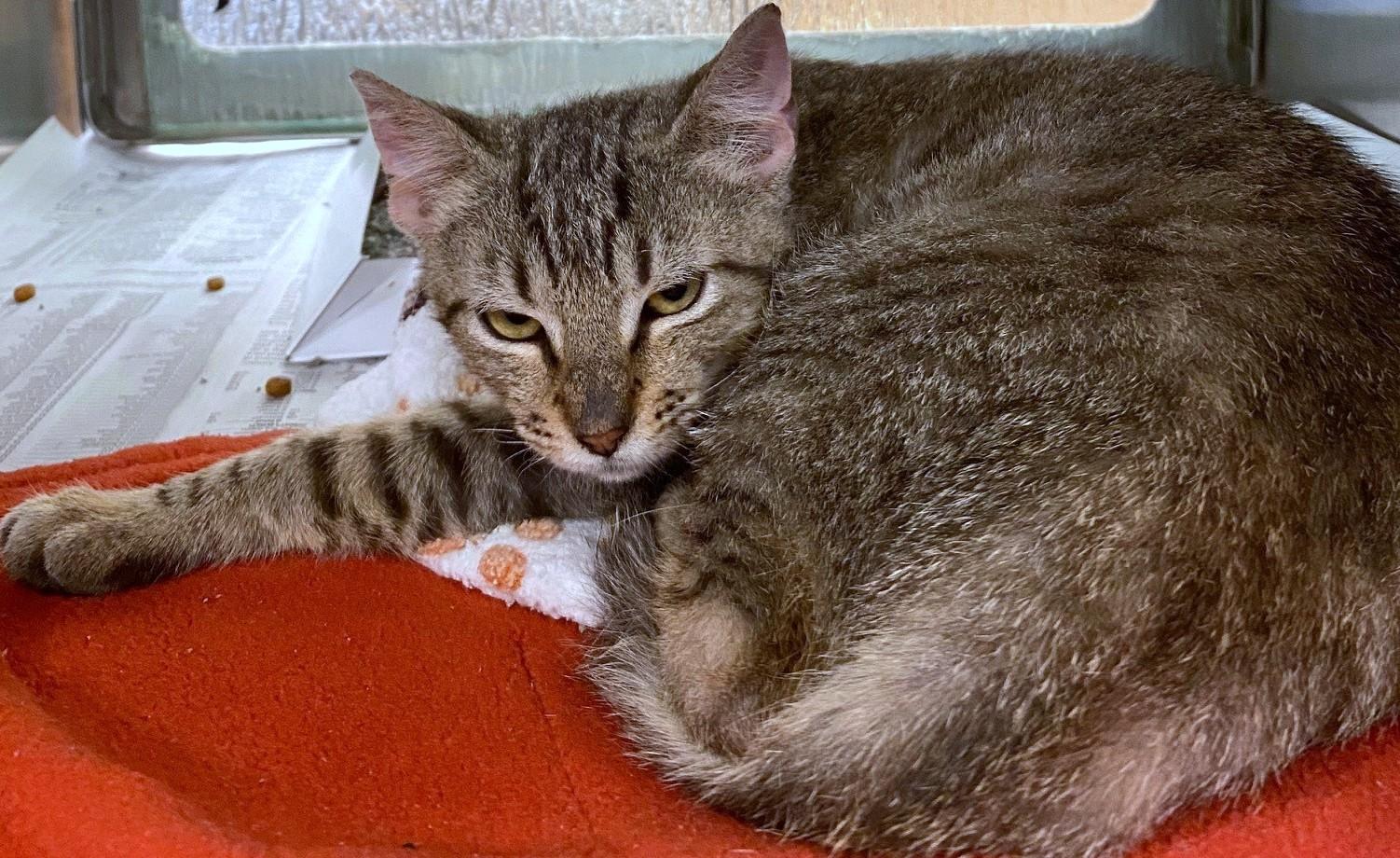 Rhino A214862, adopted, Kitten Male Domestic Short Hair.