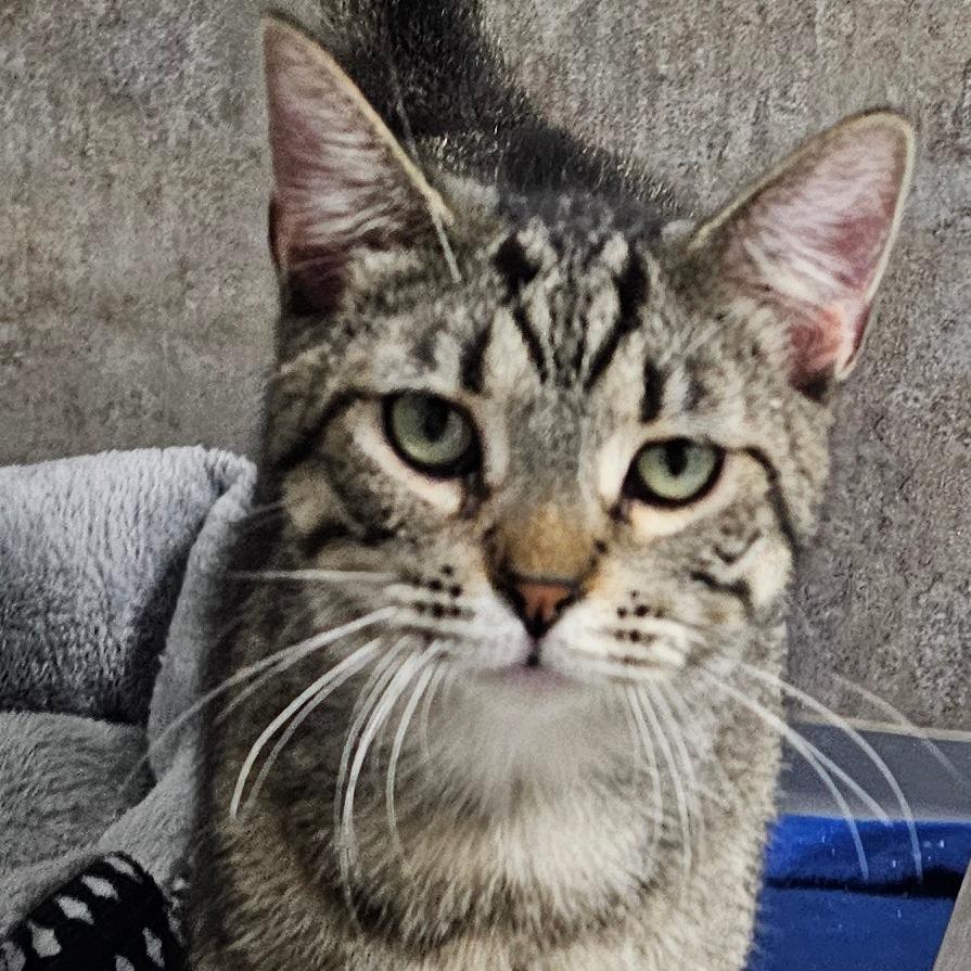 Enlarge Addy, a Adoptable Domestic Short Hair in Grinnell, IA image 1/5