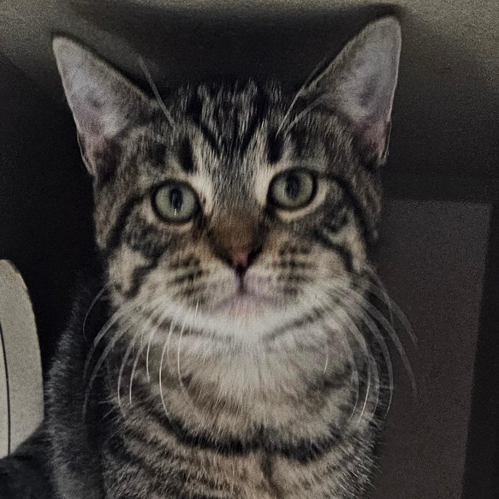 Enlarge Addy, a Adoptable Domestic Short Hair in Grinnell, IA image 1/4