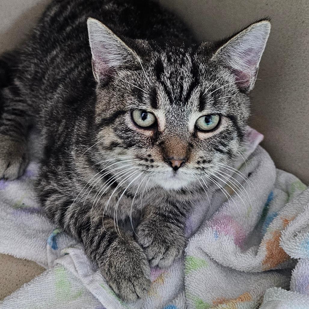 Enlarge Addy, a Adoptable Domestic Short Hair in Grinnell, IA image 2/4