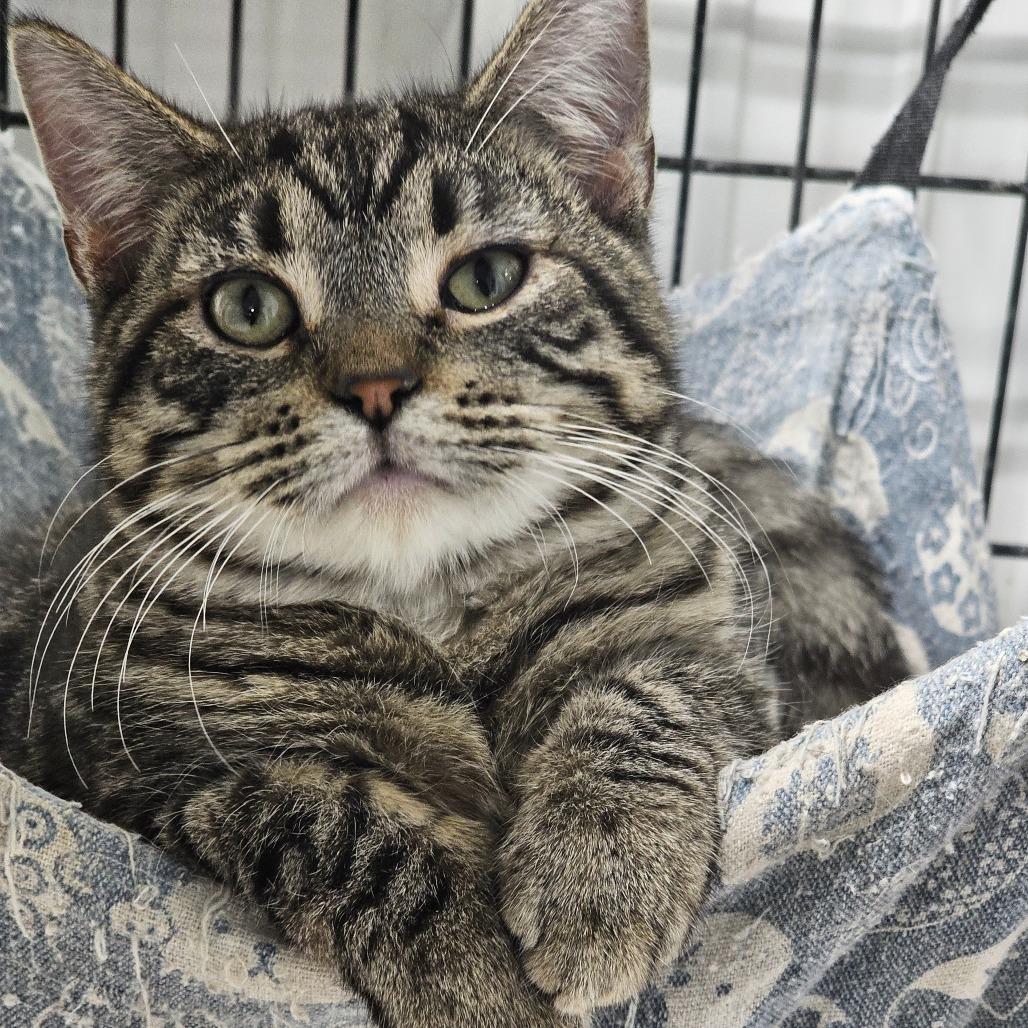 Enlarge Addy, a Adoptable Domestic Short Hair in Grinnell, IA image 4/4