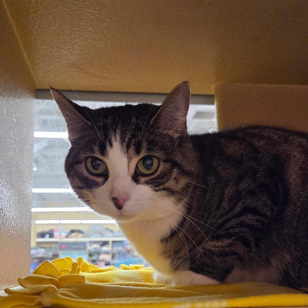 Boots, Adoptable, Adult Female Domestic Short Hair.