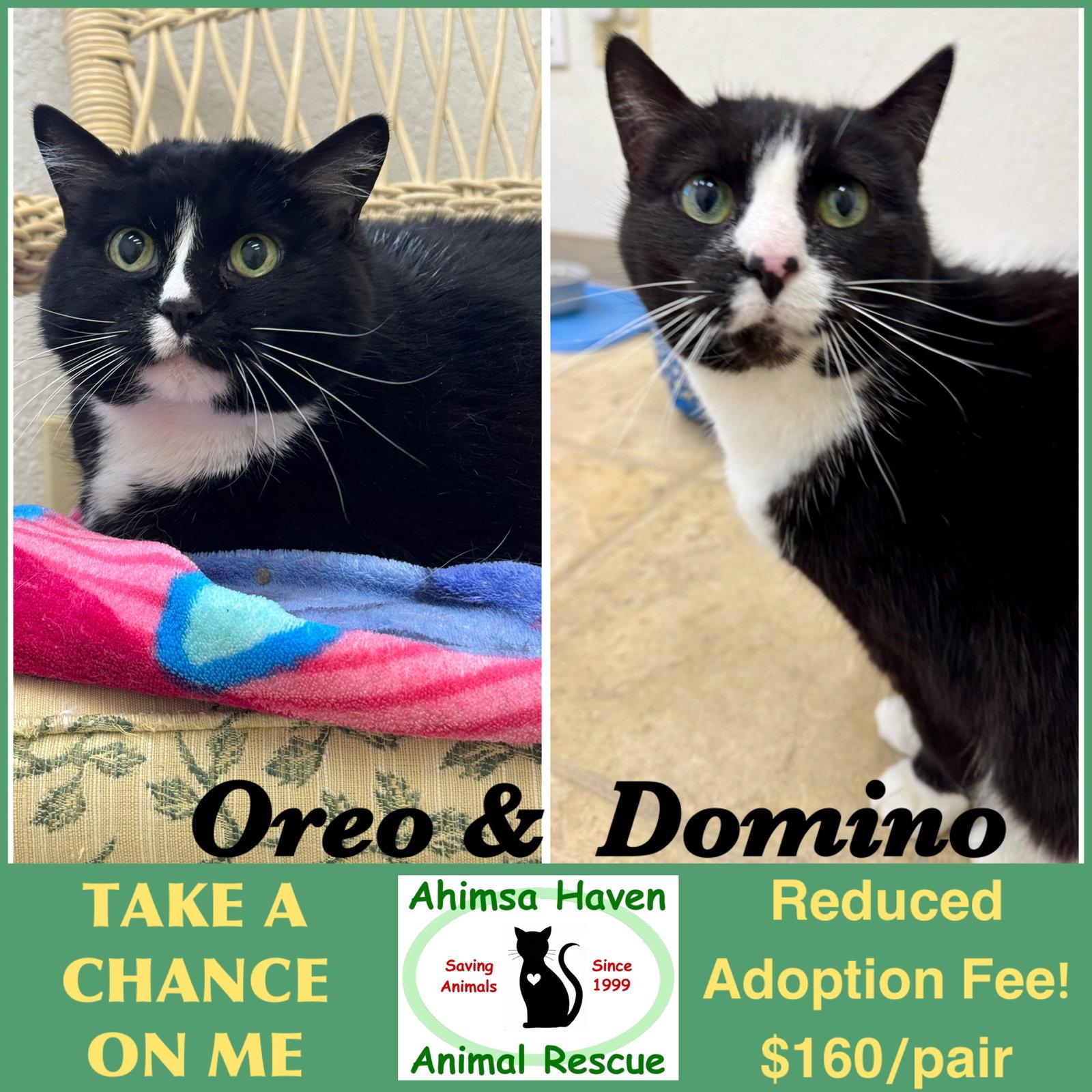 Enlarge Oreo & Domino, a Adoptable mixed breed in Winchendon, MA image 1/3