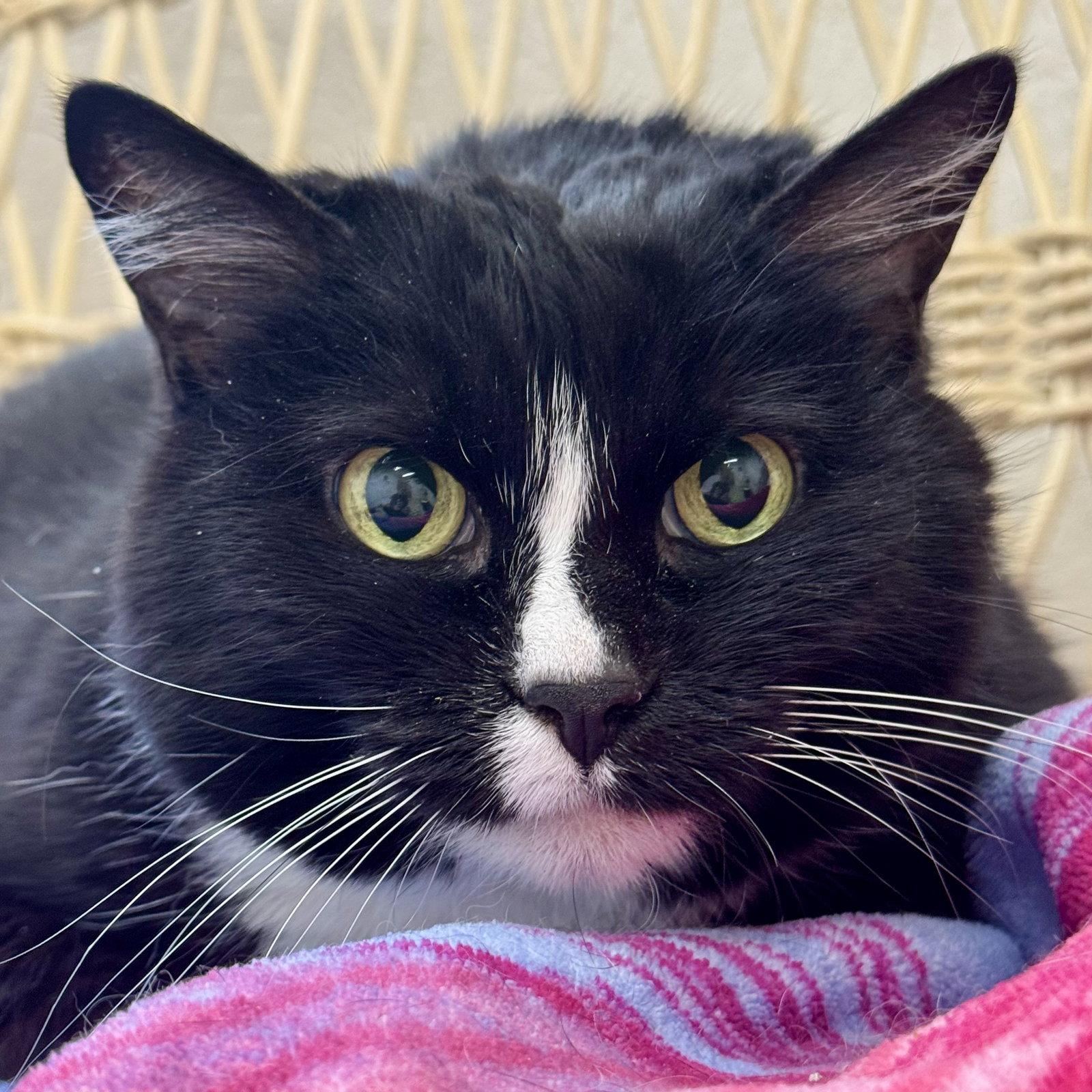Enlarge Oreo & Domino, a Adoptable mixed breed in Winchendon, MA image 2/3