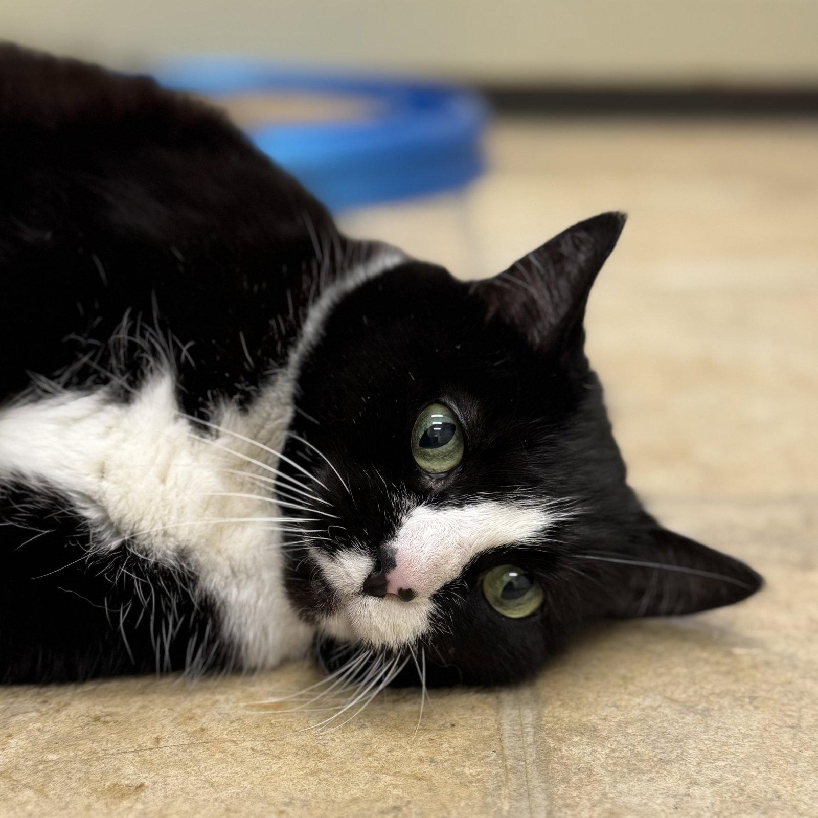 Enlarge Oreo & Domino, a Adoptable mixed breed in Winchendon, MA image 3/3
