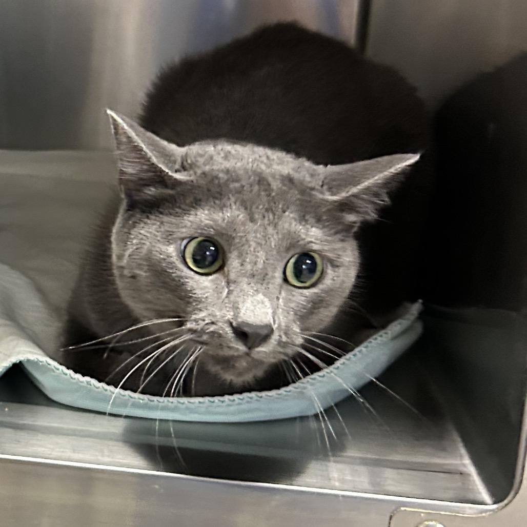 Stormy, Adoptable, Adult Female Russian Blue.