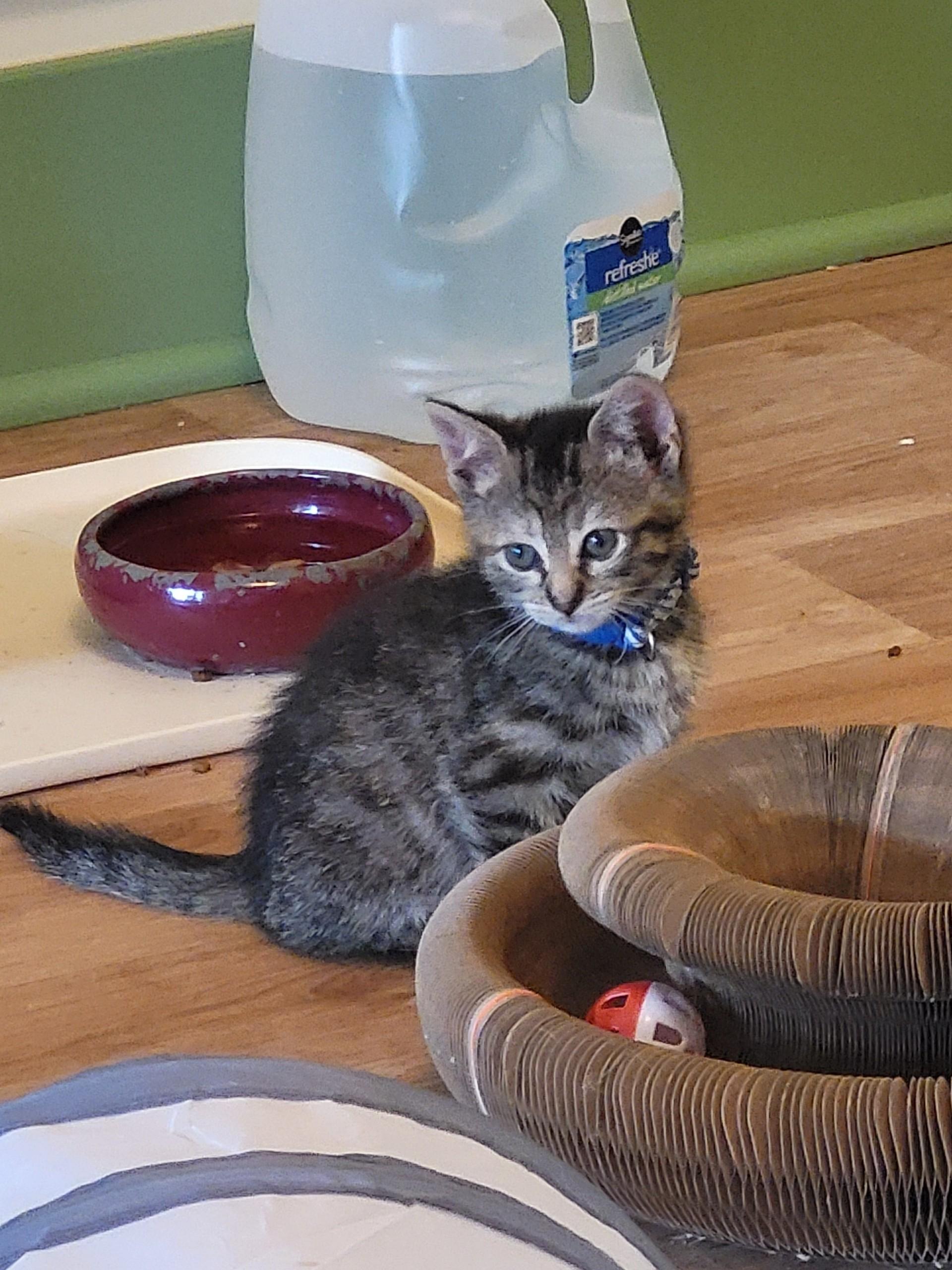 Drizzle, a Adoptable Domestic Short Hair in Homewood, IL image 2/2