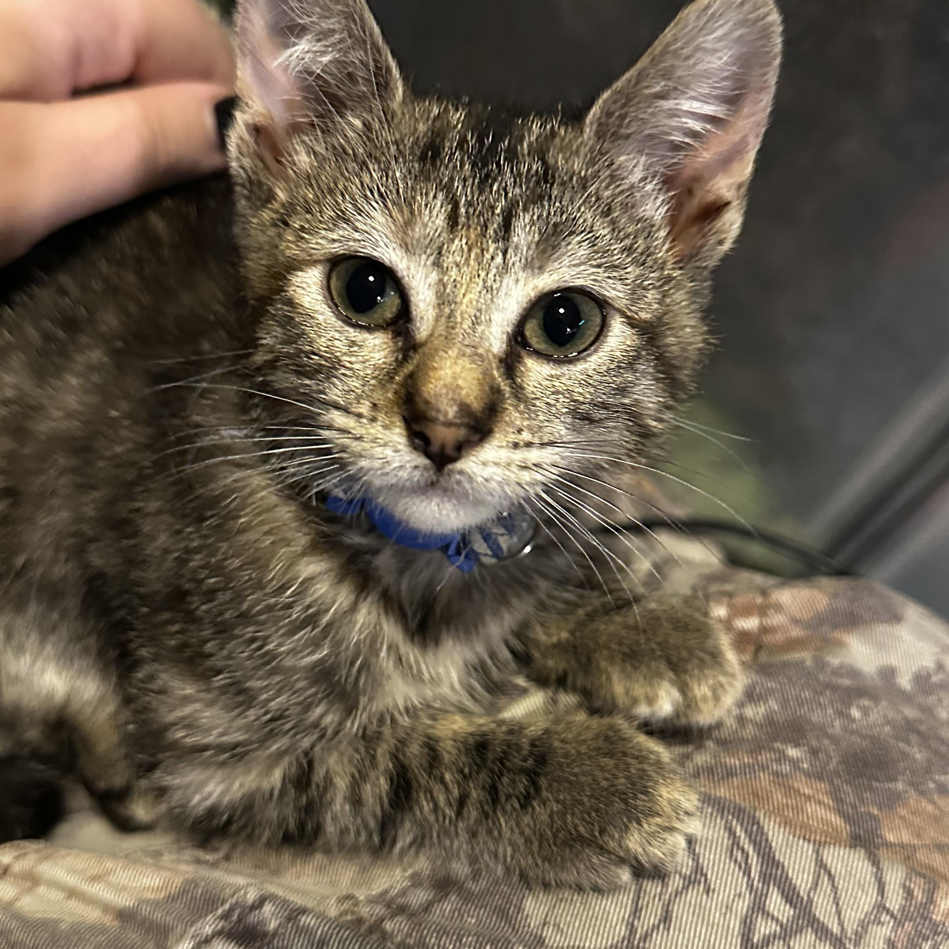 Drizzle, Adoptable, Kitten Female Domestic Short Hair.