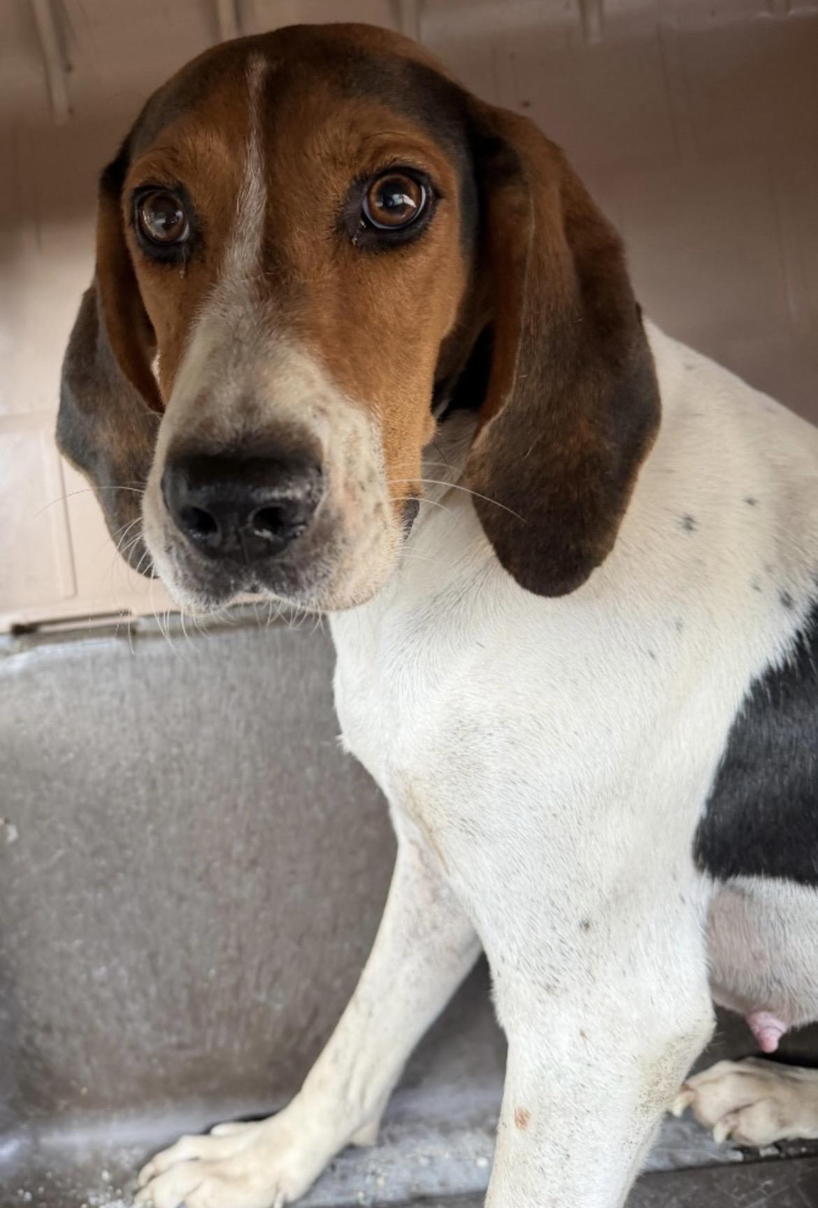 Laurel, Adoptable, Adult Female Hound & Foxhound.