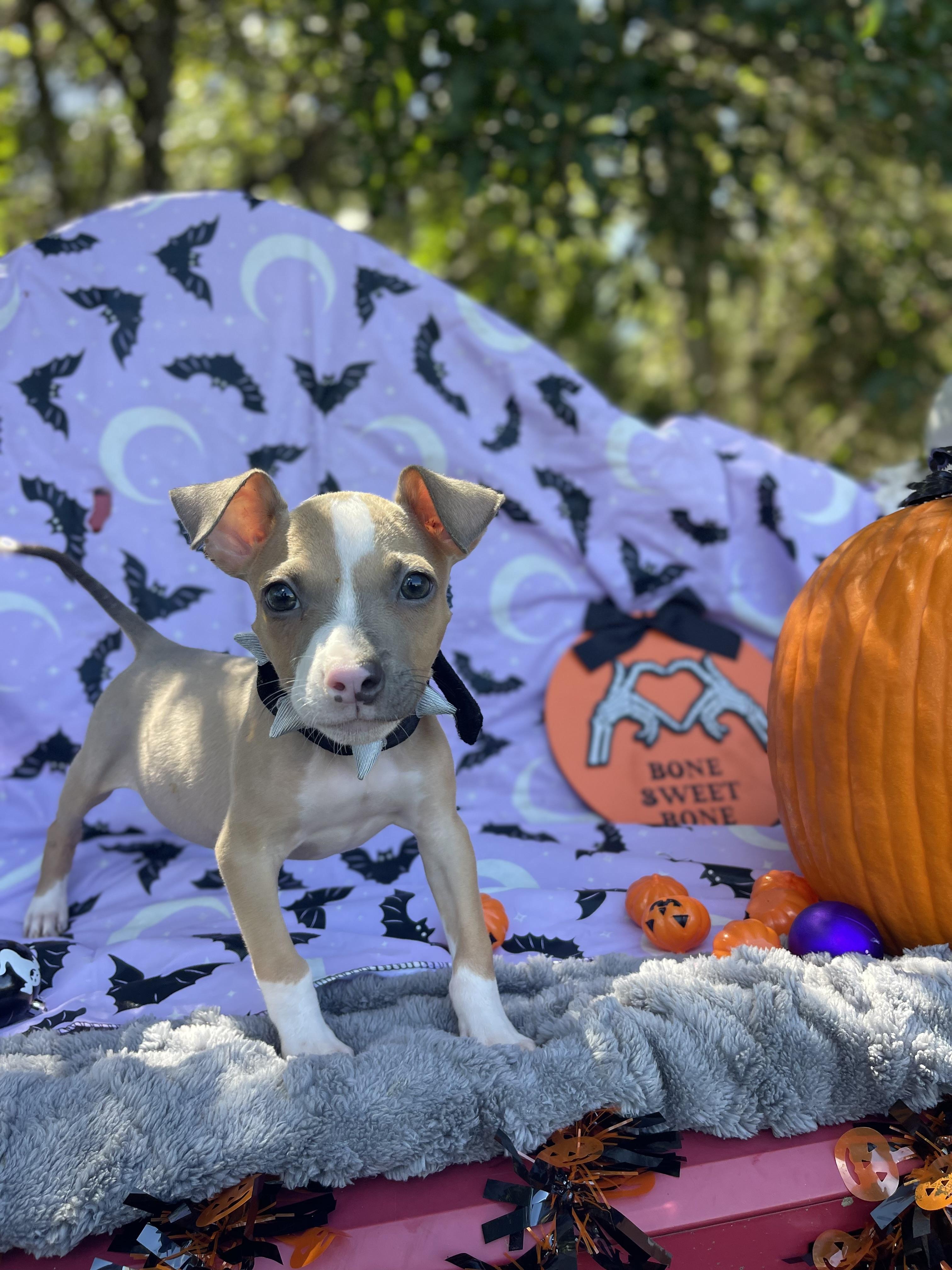 Enlarge Oakley, a Adoptable mixed breed in Sebring, FL image 5/6
