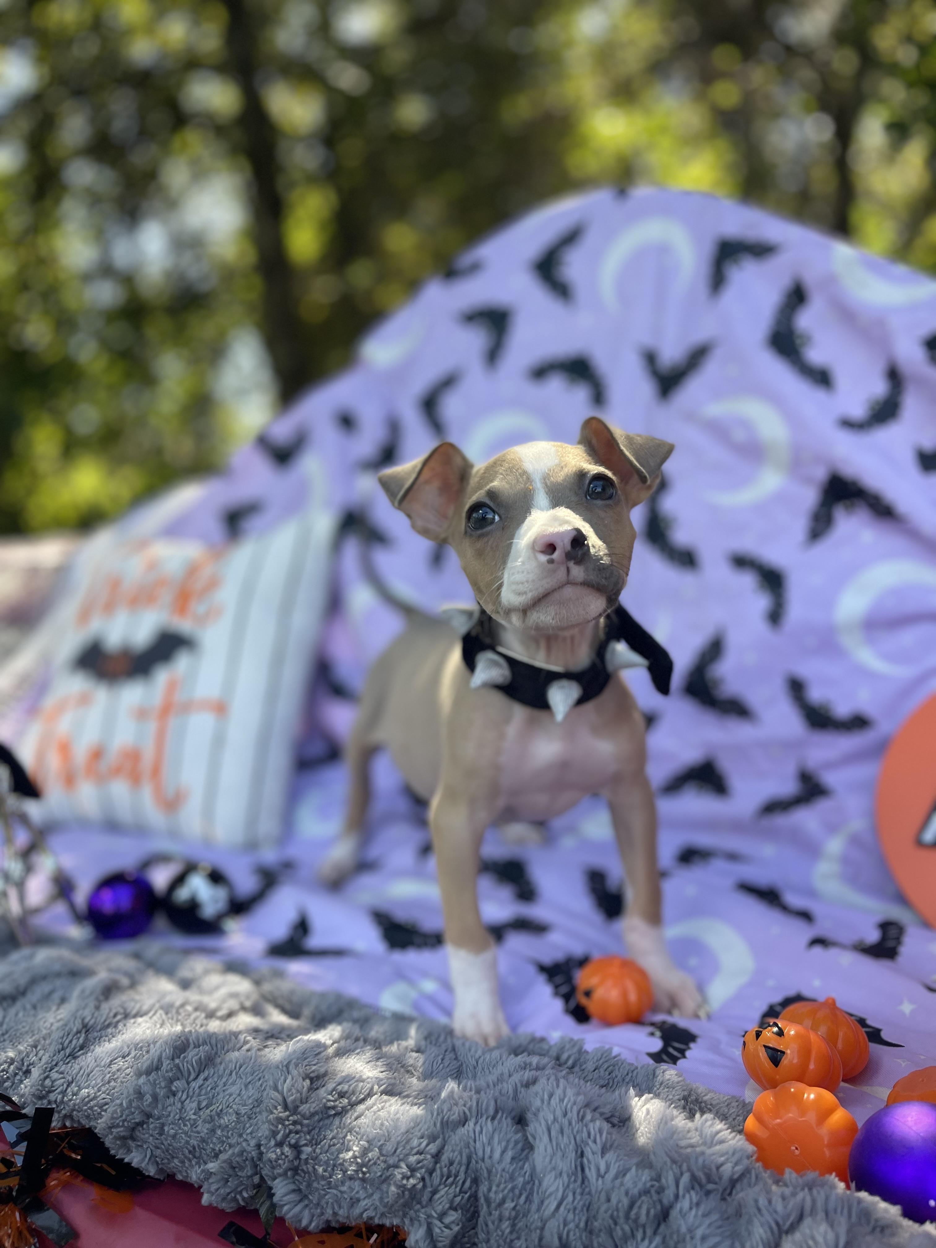 Enlarge Oakley, a Adoptable mixed breed in Sebring, FL image 6/6