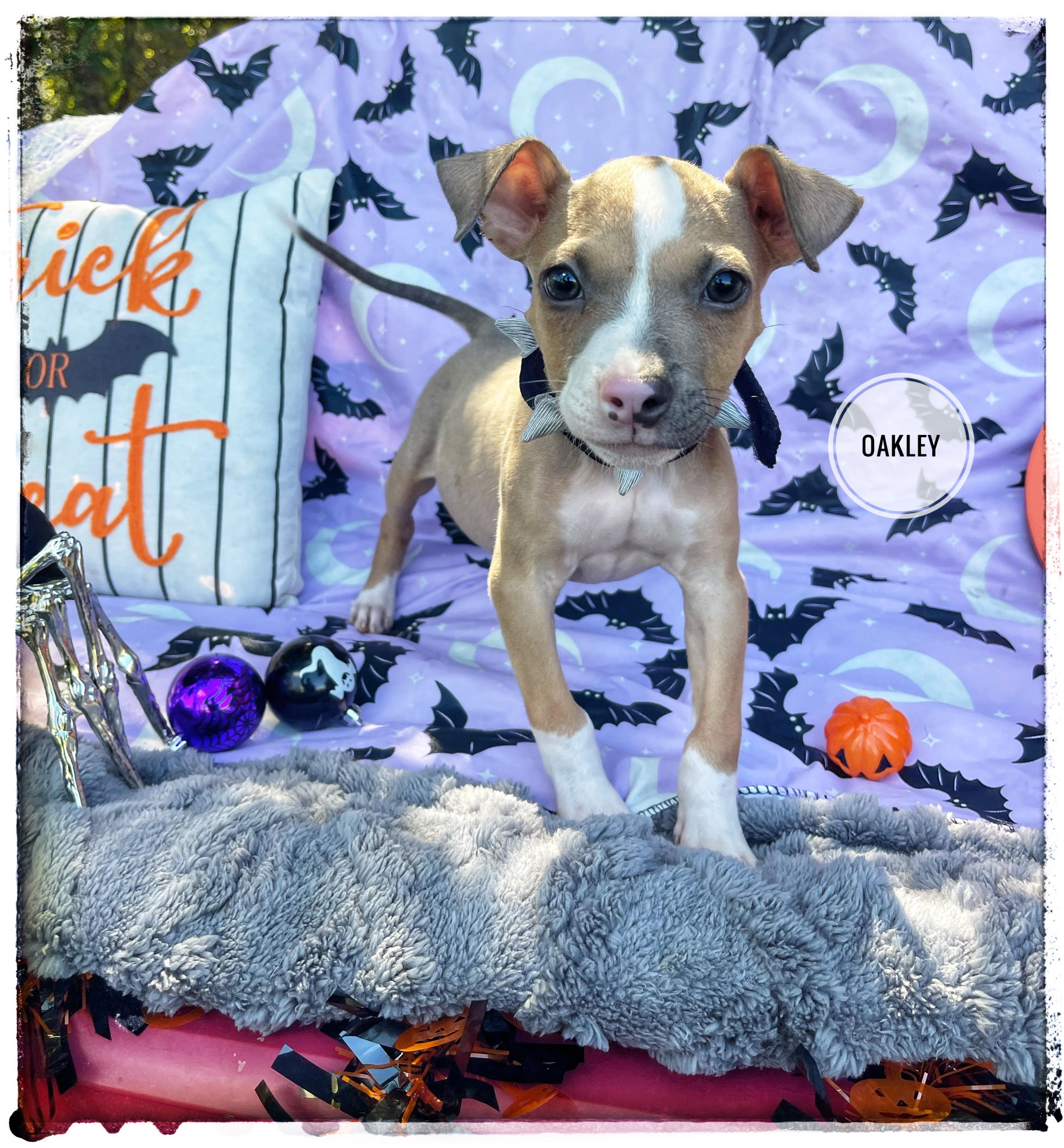 Enlarge Oakley, a Adoptable mixed breed in Sebring, FL image 1/6