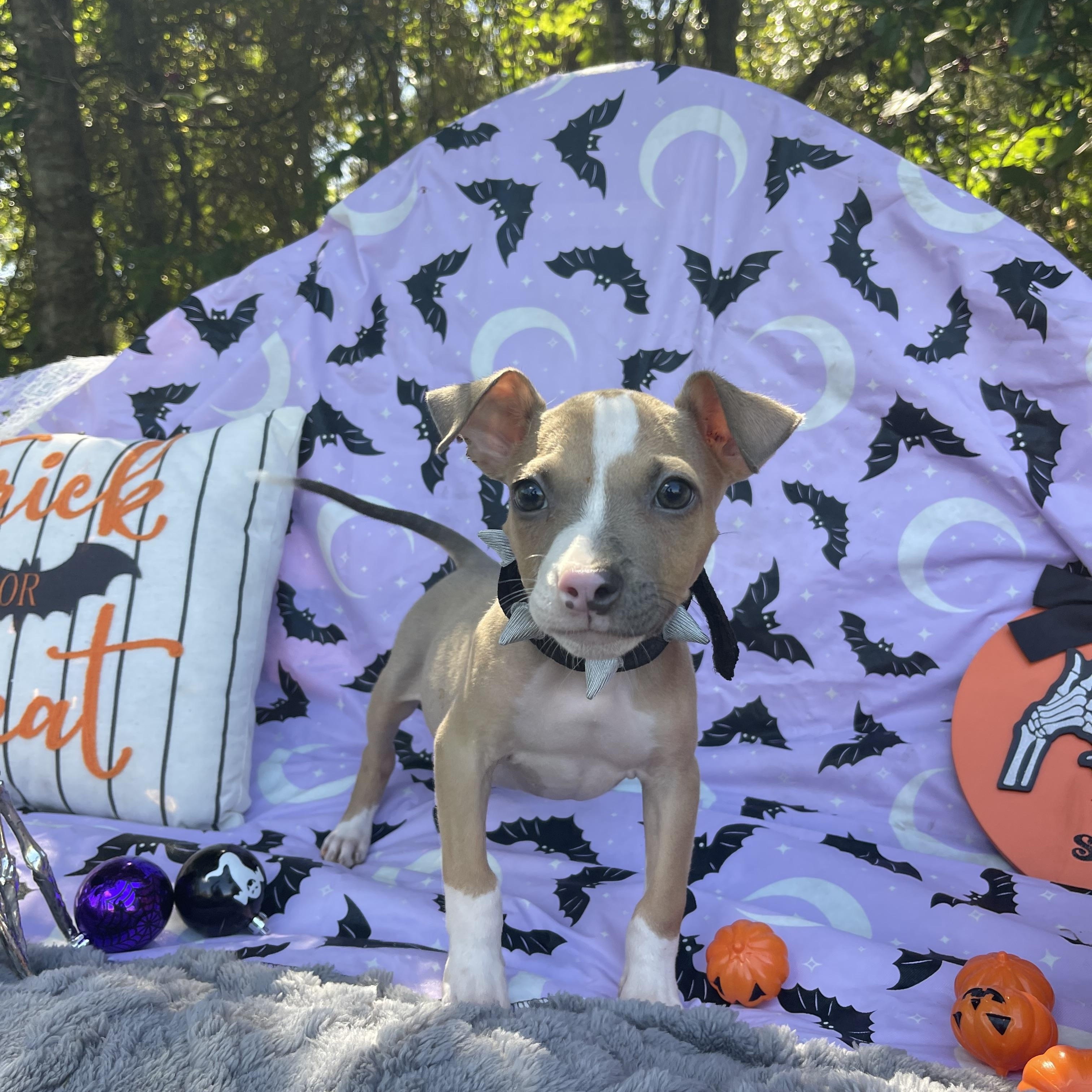 Enlarge Oakley, a Adoptable mixed breed in Sebring, FL image 2/6