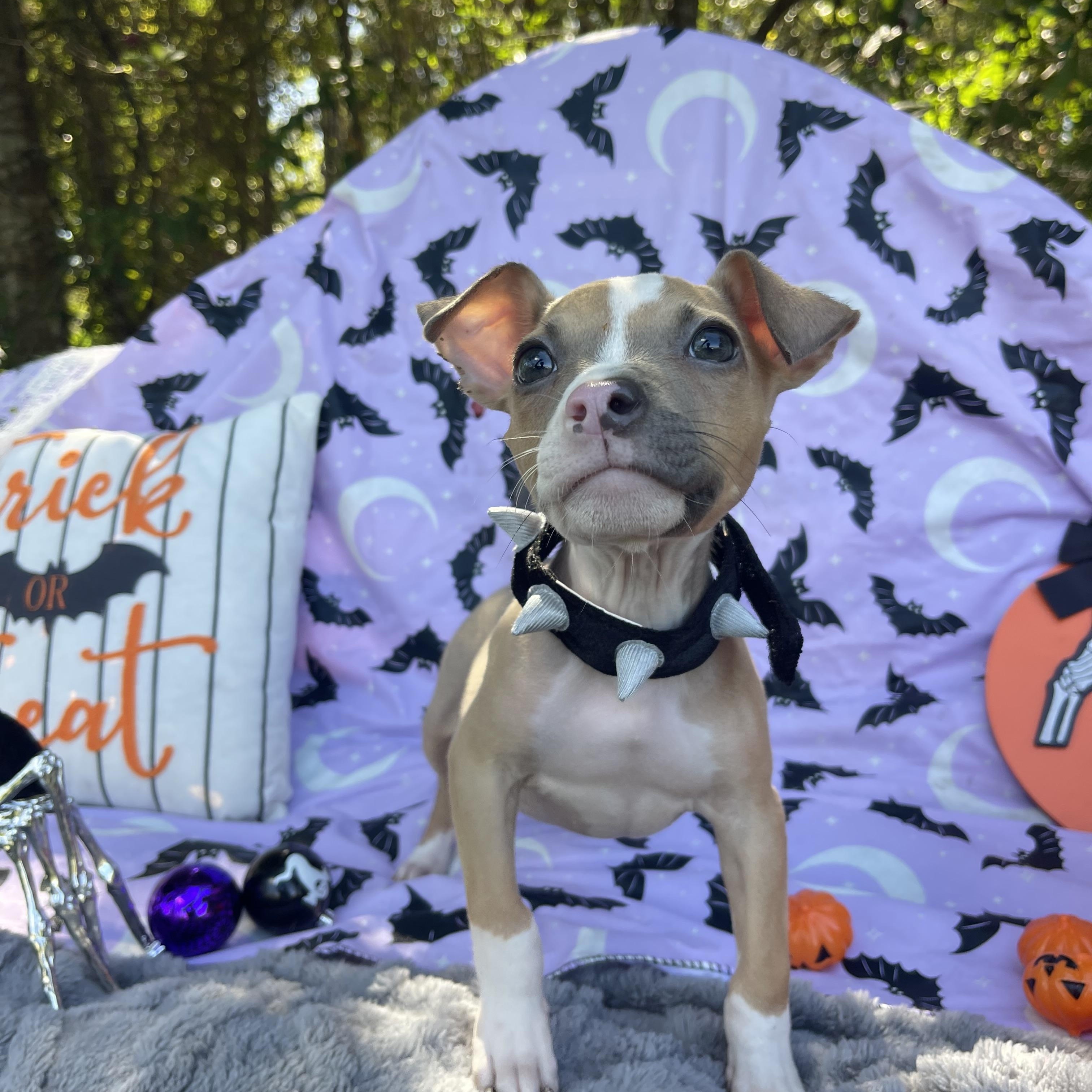 Enlarge Oakley, a Adoptable mixed breed in Sebring, FL image 4/6