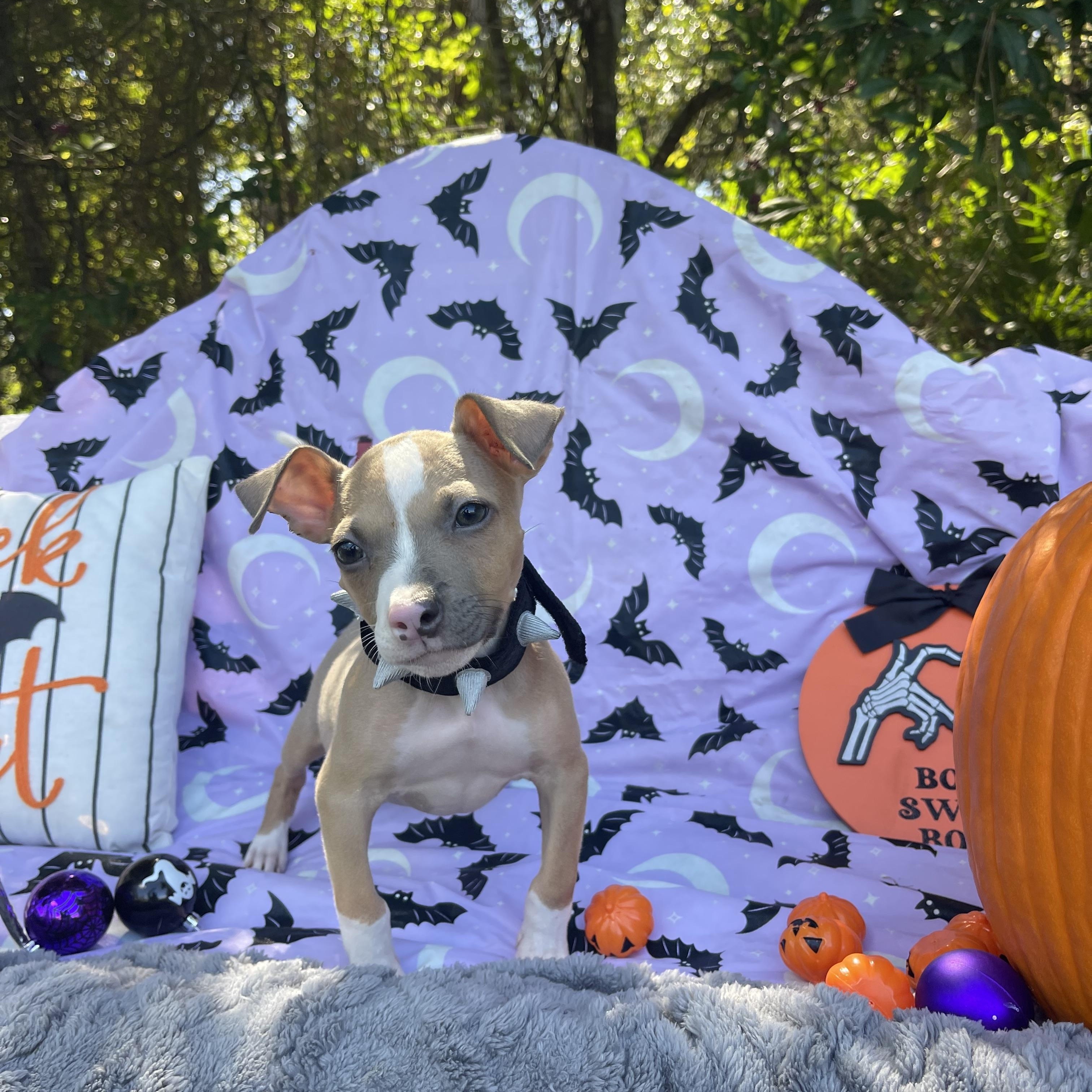 Enlarge Oakley, a Adoptable mixed breed in Sebring, FL image 3/6