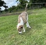 Enlarge Willow - Transport Available, a Adoptable mixed breed in Canton, OH image 4/6