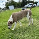 Enlarge Willow - Transport Available, a Adoptable mixed breed in Canton, OH image 5/6