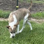 Enlarge Willow - Transport Available, a Adoptable mixed breed in Canton, OH image 6/6