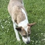 Enlarge Willow - Transport Available, a Adoptable mixed breed in Canton, OH image 3/6