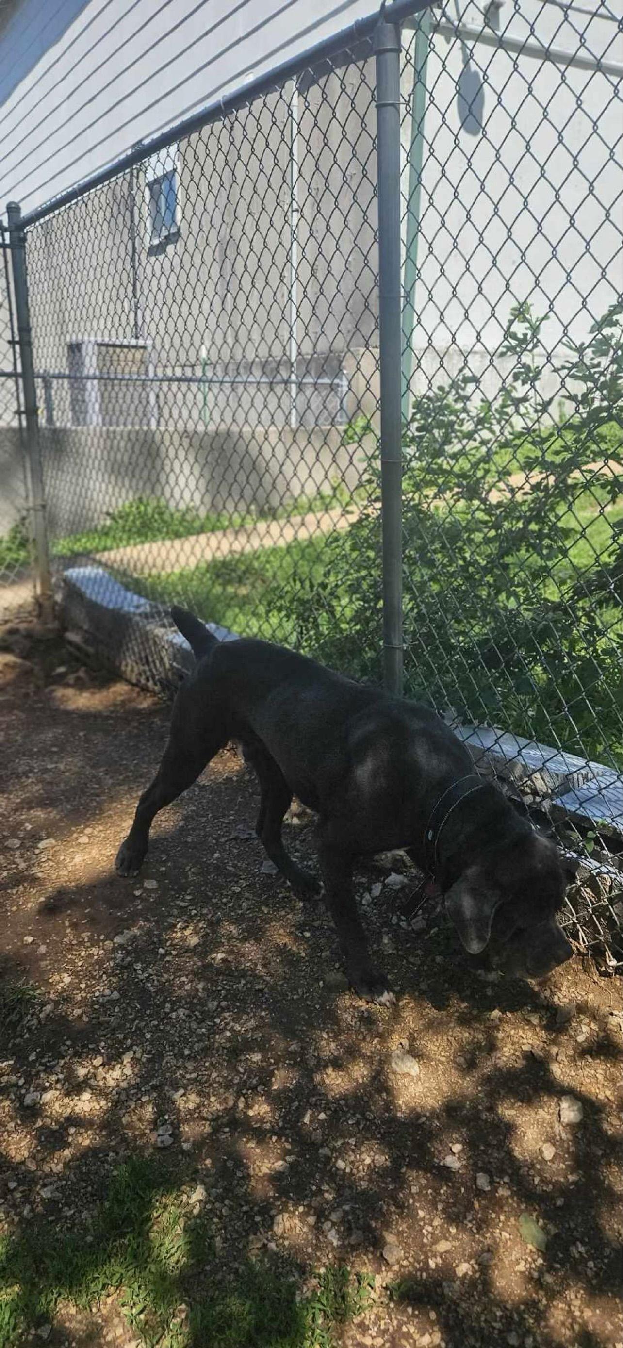 Enlarge Adolfo, a Adoptable Neapolitan Mastiff in Saint Charles, MO image 2/3