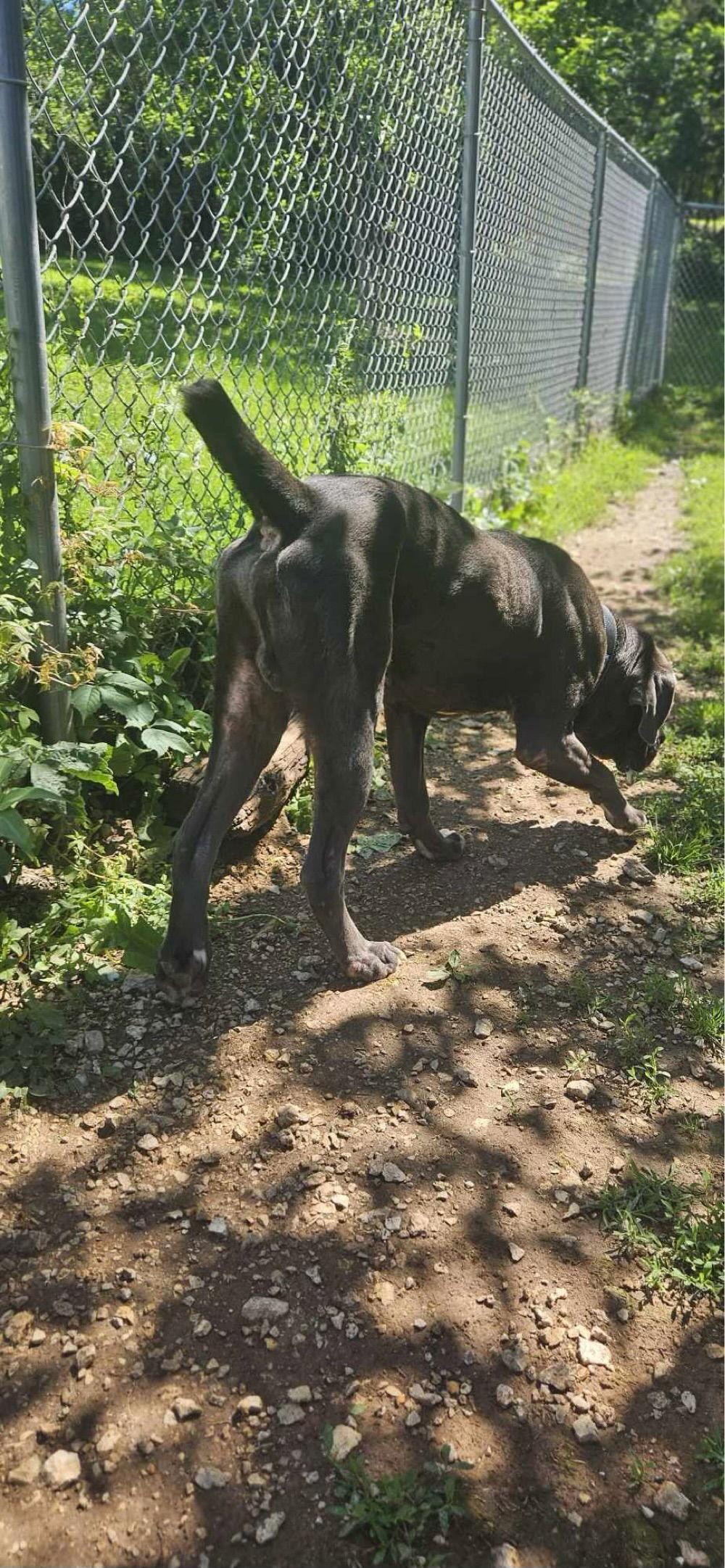 Enlarge Adolfo, a Adoptable Neapolitan Mastiff in Saint Charles, MO image 3/3