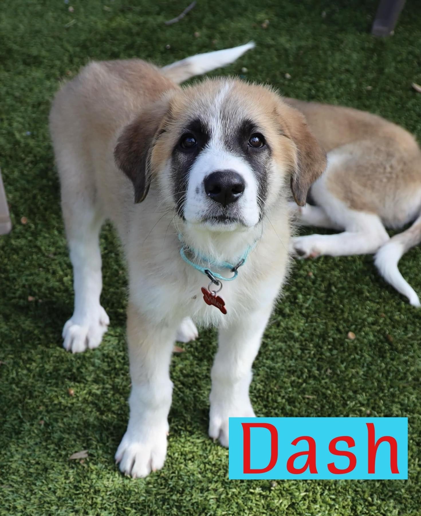 Dog for adoption Dash, a Great Pyrenees Mix in Southlake, TX Petfinder