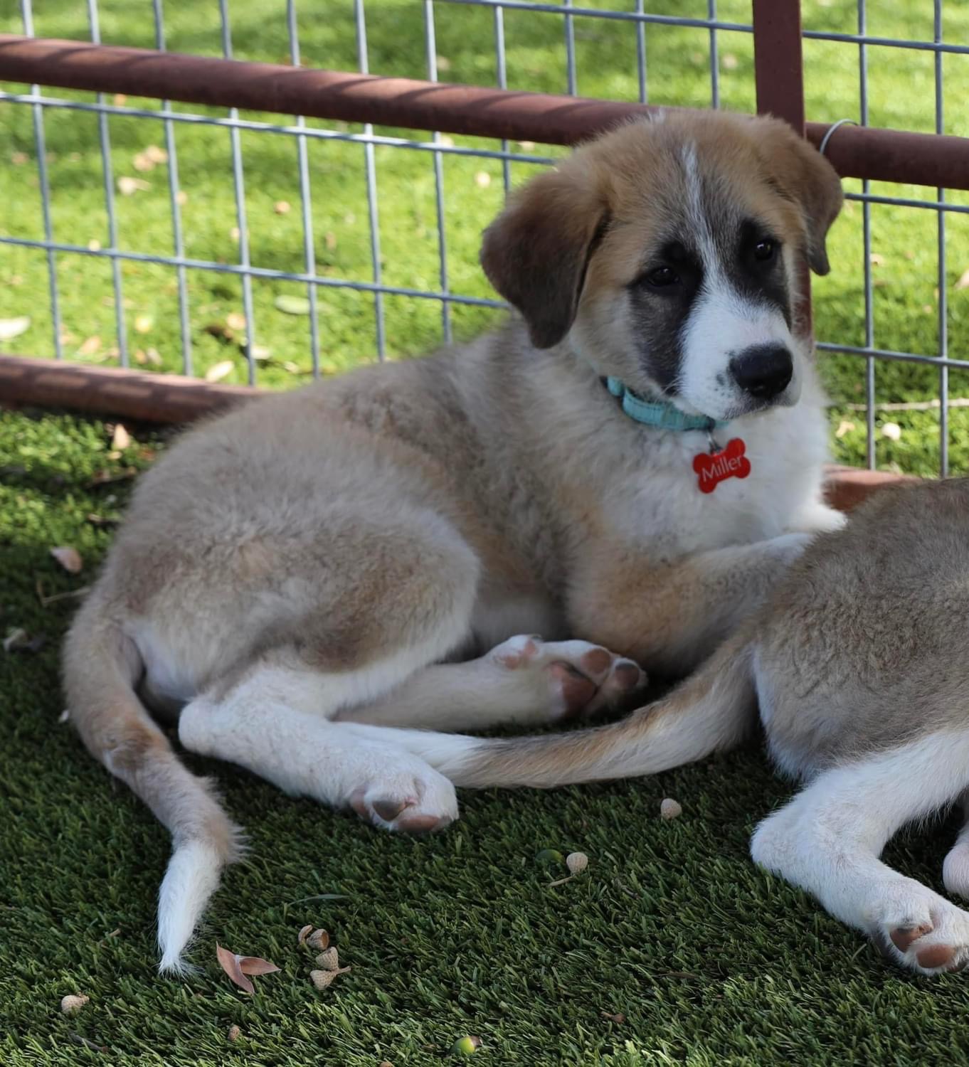 Dog for adoption Dash, a Great Pyrenees Mix in Southlake, TX Petfinder