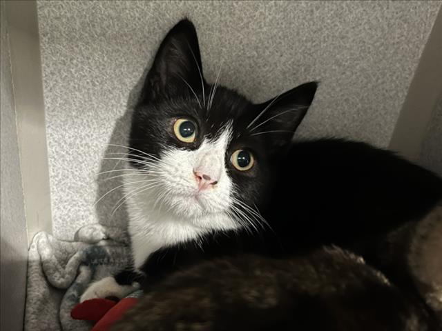 TOBIAS, Adoptable, Kitten Male Domestic Short Hair.