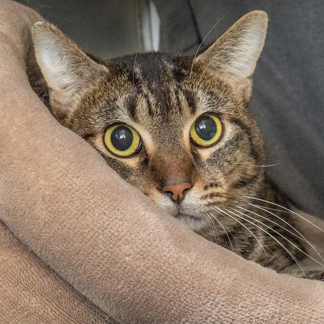 Enlarge KIT KAT, a Adoptable Domestic Short Hair in St. Louis, MO image 1/1