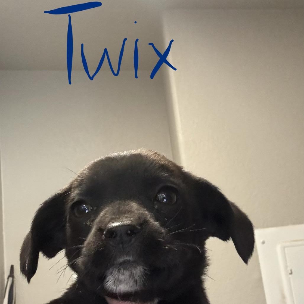 Twix, a Adoptable mixed breed in Tonopah, AZ image 4/4