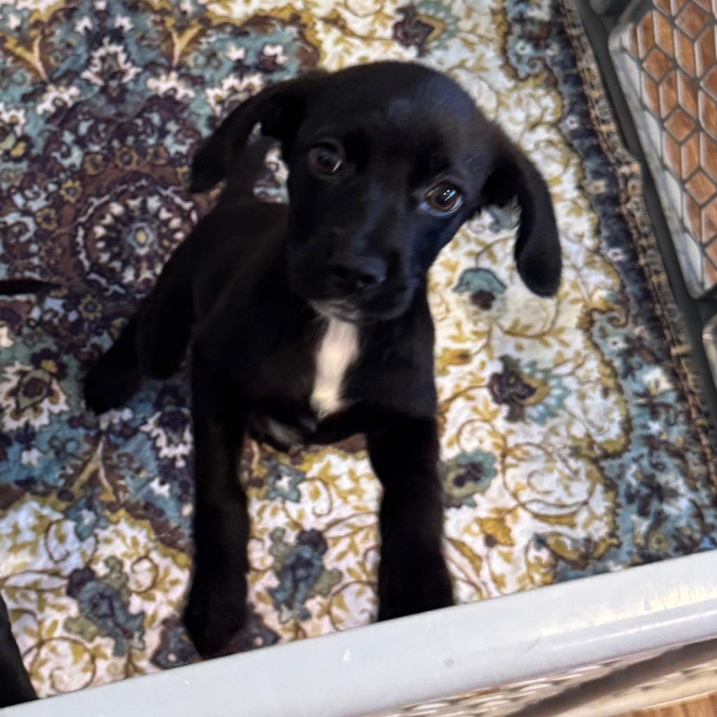 Twix, a Adoptable mixed breed in Tonopah, AZ image 3/4