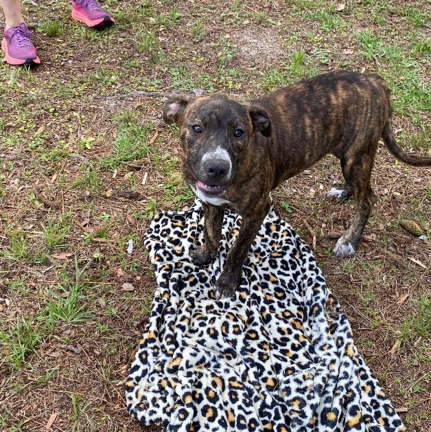 Enlarge Pippa, a Adoptable mixed breed in Crestview, FL image 1/12