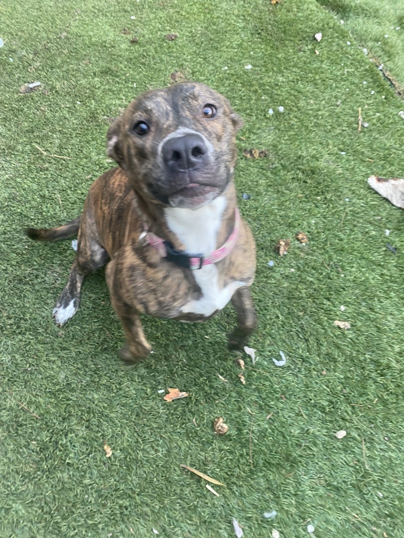 Enlarge Pippa, a Adoptable mixed breed in Crestview, FL image 2/12