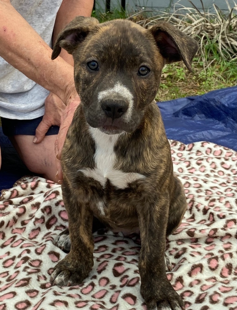 Enlarge Pippa, a Adoptable mixed breed in Crestview, FL image 3/12