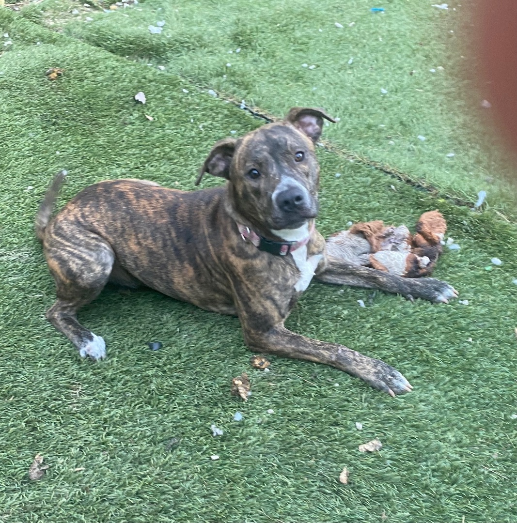 Enlarge Pippa, a Adoptable mixed breed in Crestview, FL image 4/12