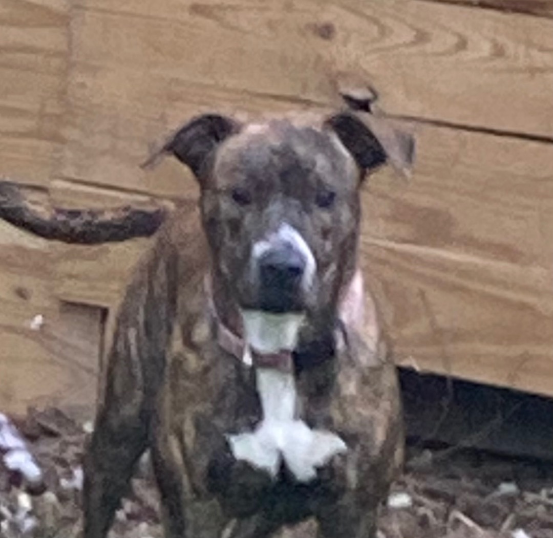 Enlarge Pippa, a Adoptable mixed breed in Crestview, FL image 5/12