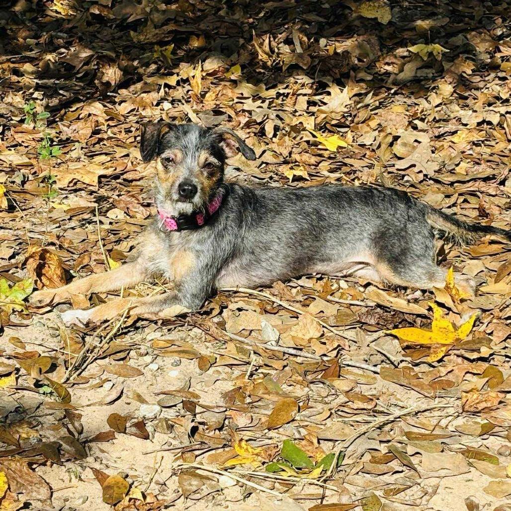 Sassy, ADOPTABLE, Adult Female Mixed Breed.