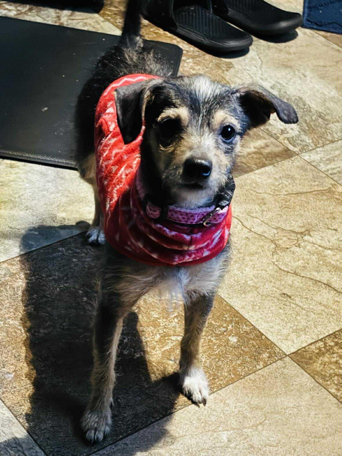 Sassy, a ADOPTABLE Mixed Breed in Sudbury, MA image 3/3