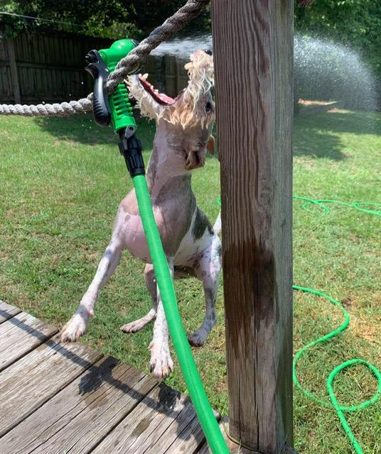 Enlarge Winston, a Adopted Wire Fox Terrier in Houston, TX image 3/4
