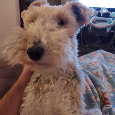Winston, Adopted, Adult Male Wire Fox Terrier.